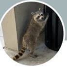 The actual LinkedIn profile photo: a raccoon standing at an office door